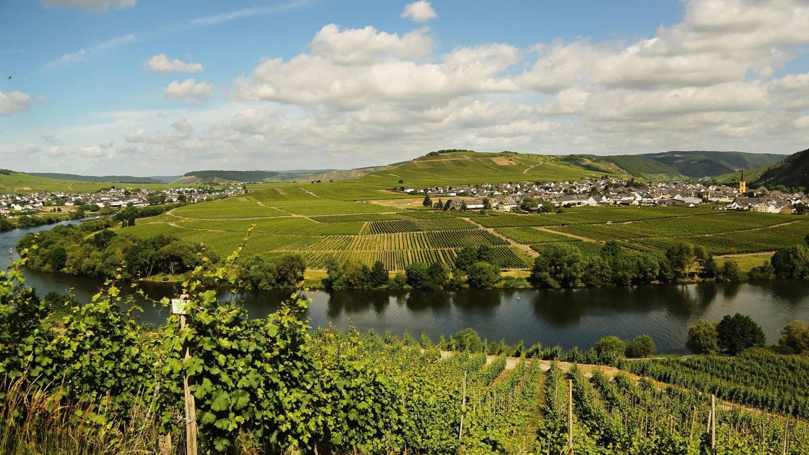 Moselschleife bei Leiwen und Trittenheim